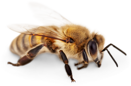 Honeybee
